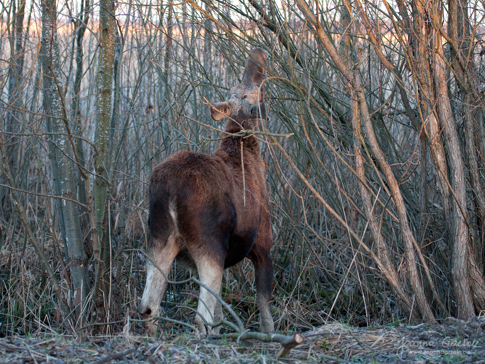 057_Biebrza - kwiecien 2013.jpg